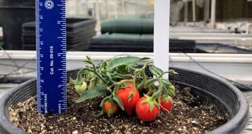 ناسا در ایستگاه‌های فضایی گوجه پرورش می‌دهد!
