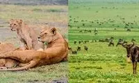 وقتی شیر‌ها از ذوق زدگی شکار‌ها دست و پایشان را گم می‌کنند!