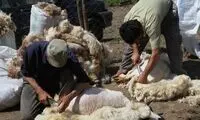 واردات پشم؛ علیرغم مازاد موجودی کشور!