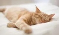 گربه‌ها واقعاً چقدر می‌خوابند؟