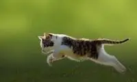 سرعت باورکردنیِ واکنش گربه به حمله یک مار سمی!