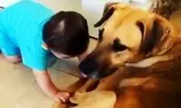 حمله وحشیانه سگ خانگی به نوزاد ۷ ماهه
