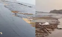 روش عجیب برای پاک‌سازی لکه‌های نفتی در سواحل قشم