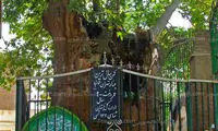 پیرترین موجود زنده تهران را اینجا ببینید