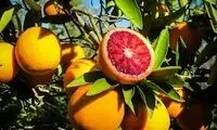 این درخت پرتقال، شبیه درخت کریسمس است