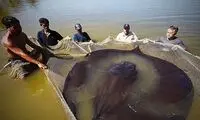 شکار غول‌ماهی ۴متری در تایلند