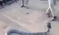 لحظه پراسترس آب دادن به سمی‌ترین مار جهان