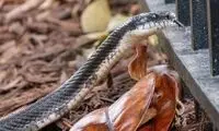 ماری که موجب قطع برق منطقه‌ای شد