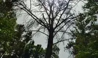 سارقان به درختان خیابان هم رحم نکردند!