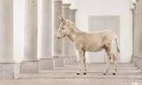 ویدئویی از حمله باورنکردنی یک الاغ به گراز وحشی!