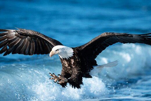 تصاویر باورنکردنی از شنای کردن عقاب