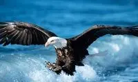 تصاویر باورنکردنی از شنای کردن عقاب