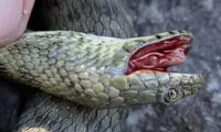 این مارها سلطان «بازیگری» در طبیعت هستند