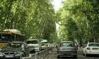 مرگ ۵۲ هزار چنار تهران در سکوت به قیمت گزاف