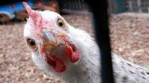 واکنش به تحلیلی که مرغ پخته را هم می‌خنداند
