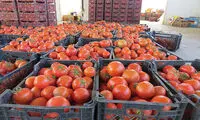 تکذیب هدیه گوجه فرنگیِ رمضانی به عراقی‌ها