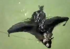 تصاویر شنا کردن عجیب یک خفاش پربازدید شد
