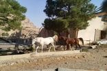 حمله اسرائیل به ۲ اسطبل پرورش اسب در کرمانشاه