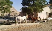 حمله اسرائیل به ۲ اسطبل پرورش اسب در کرمانشاه