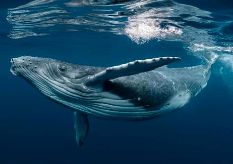 لحظه عجیب انفجار یک نهنگ هنگام برش زدن