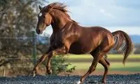 گیر کردن افسار یک اسب به موتورسیکلت و نتیجه‌ای دور از انتظار!