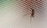 پشه‌ ها روزها کجا می‌روند؟