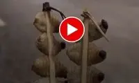 غذایی چندش آور که خوراک محبوب مردم این کشور است
