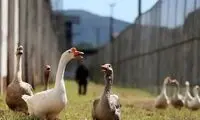 از این غازها به‌جای زندان‌بان استفاده می‌کنند!