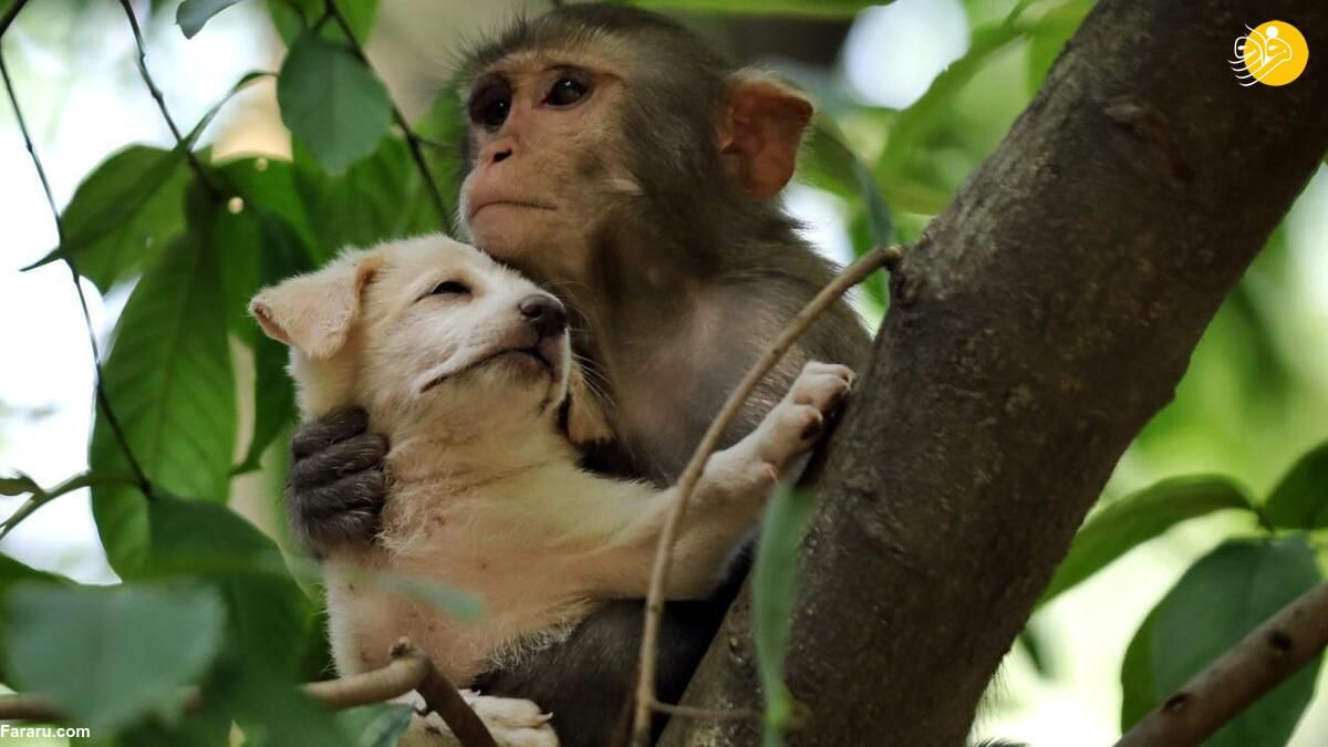 وقتی میمون، سگ کوچک را به اسارت گرفت!