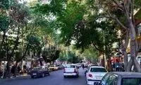 شاهکار هنری جدید روی درختان سربریده در تهران!