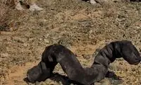 کبری به ماه می‌رود