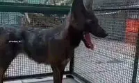 کشف ترکیب سگ و روباه برای اولین بار در برزیل