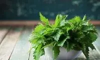 این گیاه گزنده سرشار از ویتامین D و پروتئین است