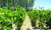 این درخت‌ را بکارید، طلا برداشت می‌کنید