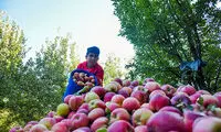 افزایش صادرات سیب ایران به هند