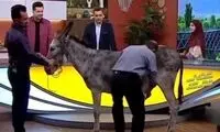 دوشیدن شیر الاغ در پخش زنده تلویزیون!