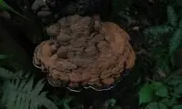 این یک تکه چوب سوخته نیست، قارچ است!