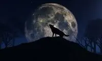 ویدئوی هولناک از زوزه گرگِ شهر بِن