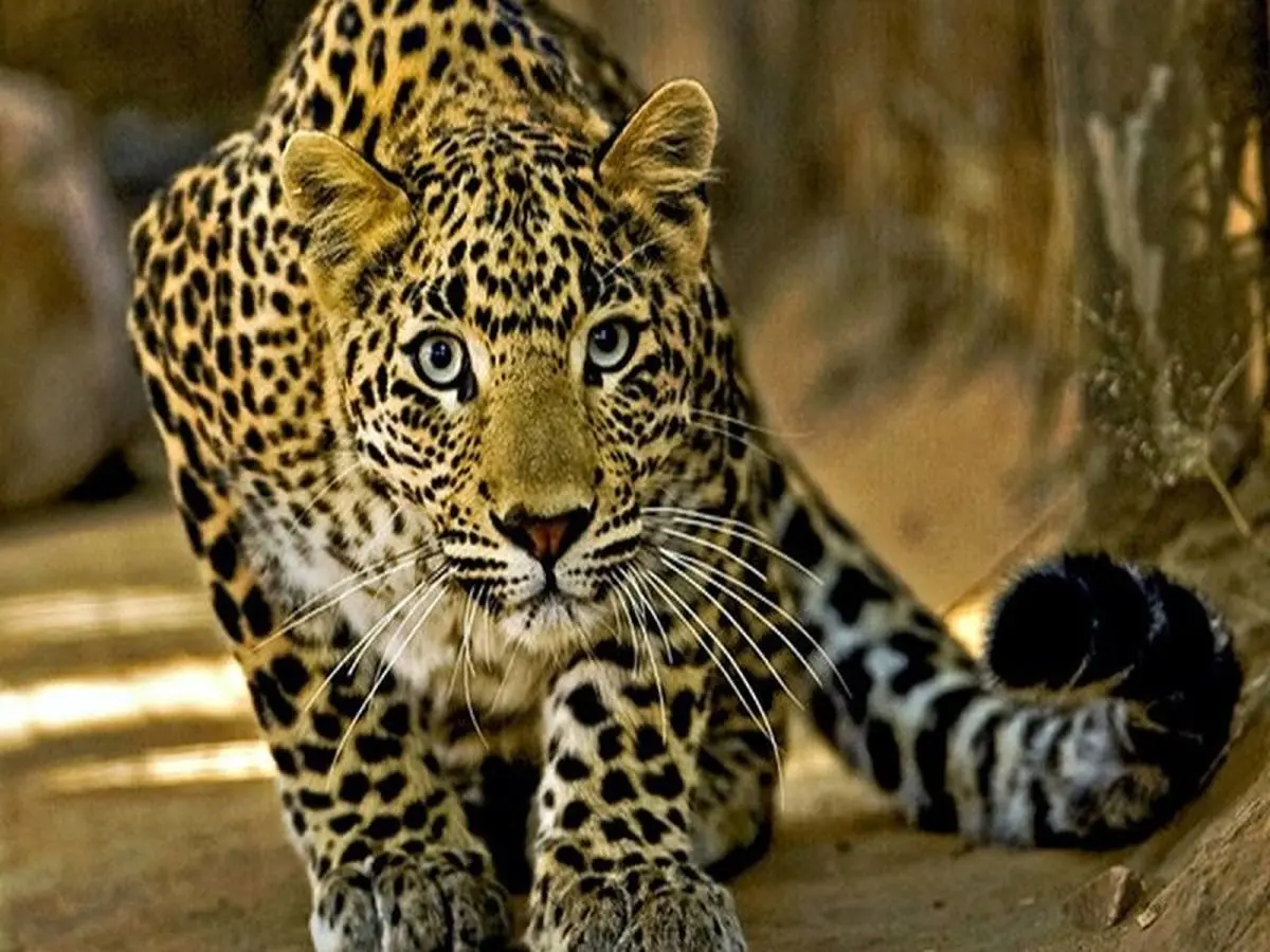 حضور پلنگ در حیاط خانه‌ یک روستایی