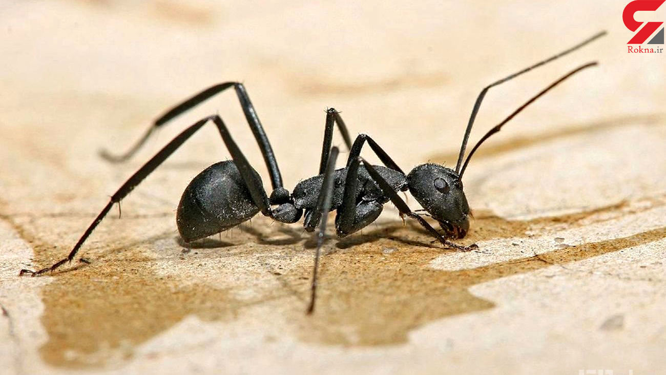 جمع شدن مورچه دور ادرار نشانه چیست؟ 