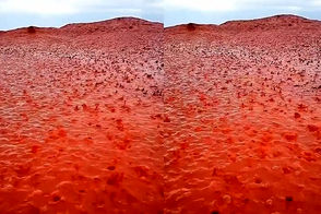 این جزیره جلوی چشم دنیا قرمز شد!