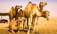 شیر شتر مفید است؟