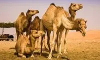 شیر شتر مفید است؟