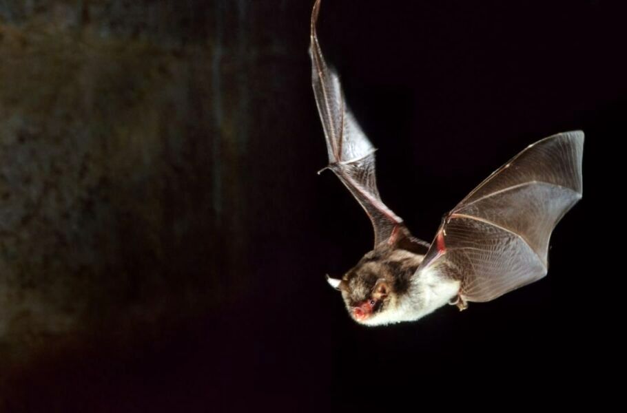 ترفند جالب خفاش‌ها با الهام از خوانندگان راک!