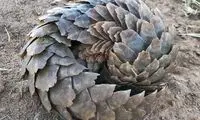 تصویری از تنها پستاندار فلس‌دار کره زمین!
