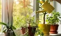بدترین زمان برای آبیاری گیاهان آپارتمانی