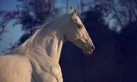 بیماری که این اسب را به شهرت رساند!