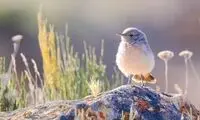 مشاهده «چکچک ایرانی دم سرخ» در کردستان