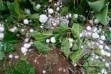 دو قاب از تگرگ‌های دانه درشتی که امروز بارید