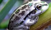 تقلید باورنکردنی صدای موتور توسط قورباغه 
